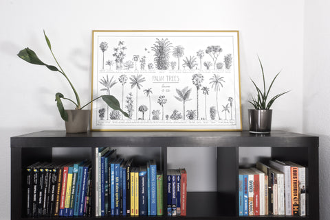 Modern, black and white poster (90x60cm / 36x24") of Palm trees native to Asia. Scientific and English names. Quality print of hand drawn palm trees, drawn in black ink with loads of details. Example gold frame.