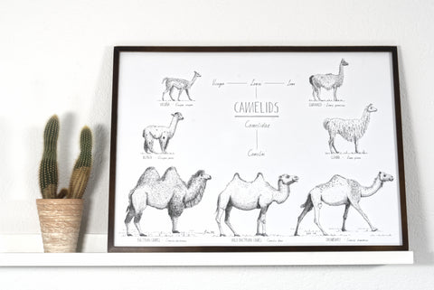 Modern, black and white poster (70x50cm / 28x20") of Camels, Alpacas, Llamas and their relatives. Quality print of hand drawn animals. Dark wooden frame.