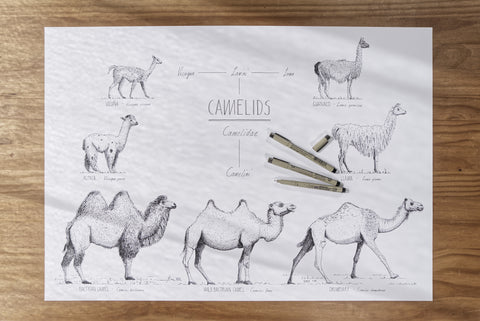 Modern, black and white poster (70x50cm / 28x20") of Camels, Alpacas, Llamas and their relatives. Quality print of hand drawn animals. Photo of product.