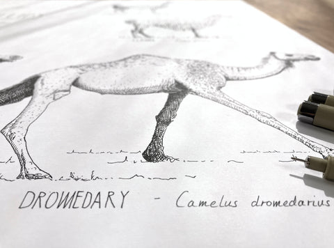 Modern, black and white poster (70x50cm / 28x20") of Camels, Alpacas, Llamas and their relatives. Quality print of hand drawn animals. Detail of the beautiful ink drawing
