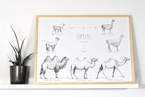 Modern, black and white poster (70x50cm / 28x20") of Camels, Alpacas, Llamas and their relatives. Quality print of hand drawn animals. Natural finish wood frame.