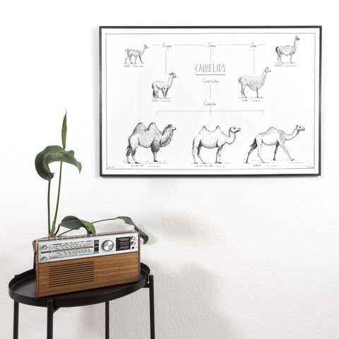 Modern, black and white poster (90x60cm / 36x24") of Camels, Alpacas, Llamas and their relatives. Quality print of hand drawn animals. Black wooden frame.