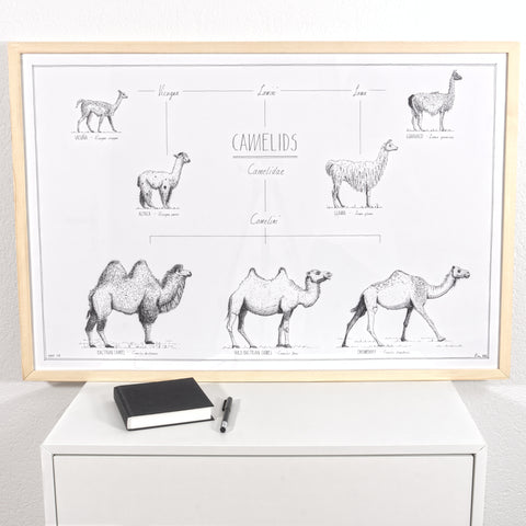 Modern, black and white poster (90x60cm / 36x24") of Camels, Alpacas, Llamas and their relatives. Quality print of hand drawn animals. Natural finish wood frame.
