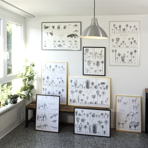 Modern, black and white poster (90x60cm / 36x24") of Palm trees native to Africa. Scientific and English names. Quality print of hand drawn palm trees, drawn in black ink with loads of details. Example of posters on a wall.