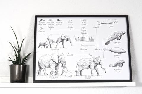 Modern, black and white poster (70x50cm / 28x20“) of Paenungulata, Elephants, Sirens and Hyraxes. Scientific names and classification. Quality print of hand drawn animals. Black wood frame.