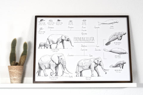 Modern, black and white poster (70x50cm / 28x20“) of Paenungulata, Elephants, Sirens and Hyraxes. Scientific names and classification. Quality print of hand drawn animals. Dark wooden frame.