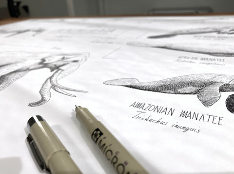Modern, black and white poster (70x50cm / 28x20“) of Paenungulata, Elephants, Sirens and Hyraxes. Scientific names and classification. Quality print of hand drawn animals. Detail of the ink drawing.