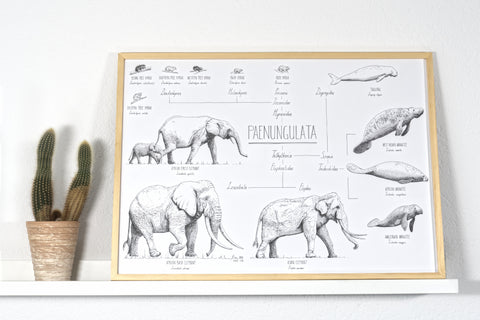 Modern, black and white poster (70x50cm / 28x20“) of Paenungulata, Elephants, Sirens and Hyraxes. Scientific names and classification. Quality print of hand drawn animals. Natural finish wood frame.