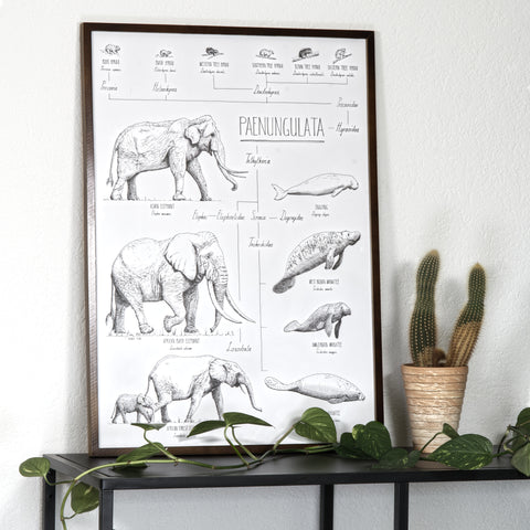 Modern, black and white poster (50x70cm / 20x28“) of Paenungulata, Elephants, Sirens and Hyraxes. Scientific names and classification. Quality print of hand drawn animals. Dark wooden frame.