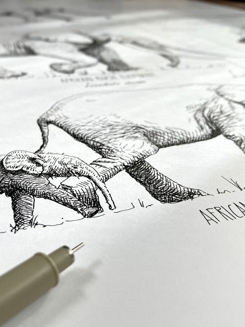 Modern, black and white poster (50x70cm / 20x28“) of Paenungulata, Elephants, Sirens and Hyraxes. Scientific names and classification. Quality print of hand drawn animals. Detail of the beautiful drawings.