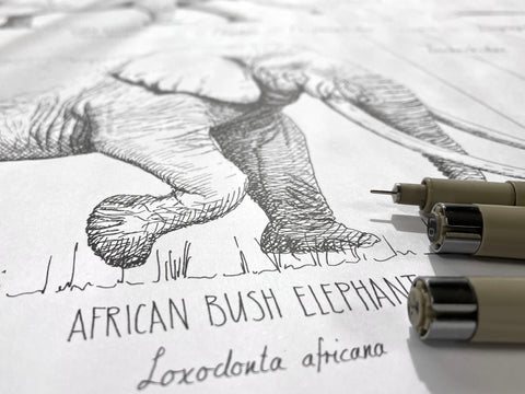 Modern, black and white poster (90x60cm / 36x24“) of Paenungulata, Elephants, Sirens and Hyraxes. Scientific names and classification. Quality print of hand drawn animals. Close up of the beautiful drawing.
