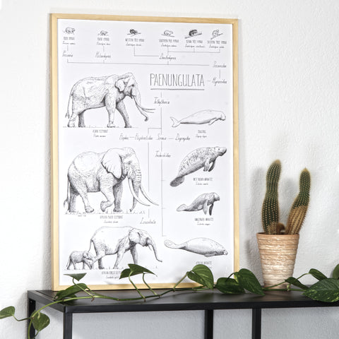 Modern, black and white poster (50x70cm / 20x28“) of Paenungulata, Elephants, Sirens and Hyraxes. Scientific names and classification. Quality print of hand drawn animals. Natural finish wood frame.