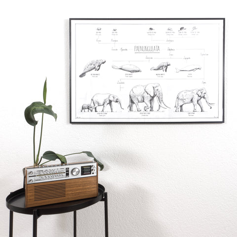 Modern, black and white poster (90x60cm / 36x24“) of Paenungulata, Elephants, Sirens and Hyraxes. Scientific names and classification. Quality print of hand drawn animals. Black wooden frame.
