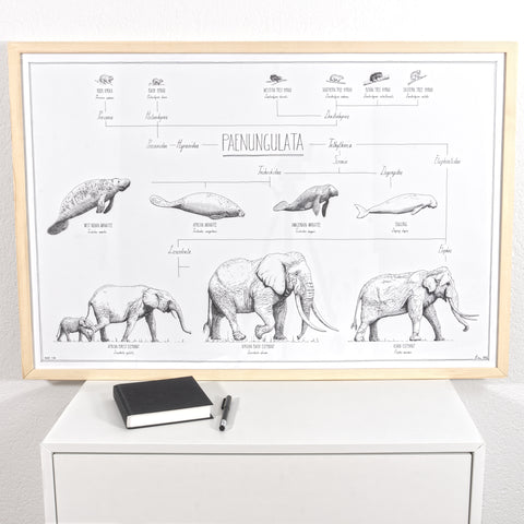 Modern, black and white poster (90x60cm / 36x24“) of Paenungulata, Elephants, Sirens and Hyraxes. Scientific names and classification. Quality print of hand drawn animals. Natural finish wood frame.