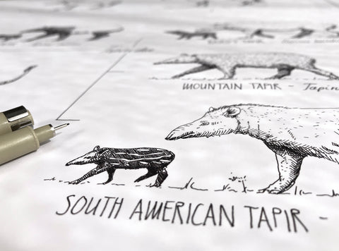 Modern, black and white poster (90x60cm / 36x24") of Perissodactyla, Horses, Rhinos, Zebras, Tapirs and their relatives. Quality print of hand drawn animals. Close up photo of some details.