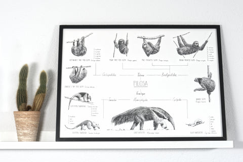 Poster 70x50cm /28x20" of Pilosa, sloths and anteaters. Black and white scientific drawings. Modern and minimalist style. Black wooden frame.