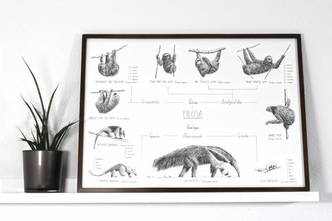 Poster 70x50cm /28x20" of Pilosa, sloths and anteaters. Black and white scientific drawings. Modern and minimalist style. Dark wooden frame.