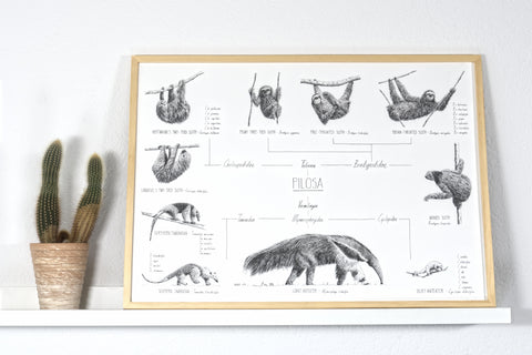 Poster 70x50cm /28x20" of Pilosa, sloths and anteaters. Black and white scientific drawings. Modern and minimalist style. Natural finish wood frame.
