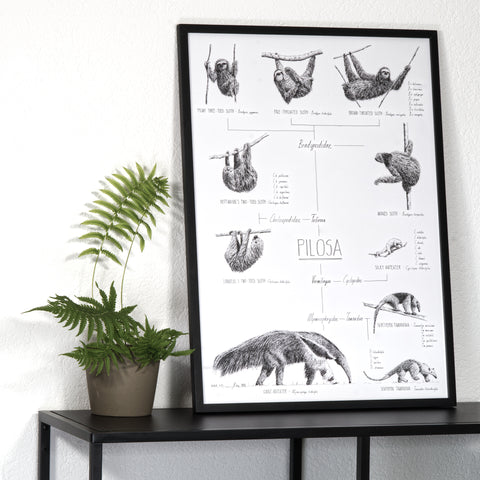 Modern, black and white poster (50x70cm / 20x28") of Pilosa, sloths and anteaters. Quality print of hand drawn animals. Black wooden frame.