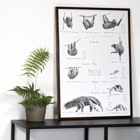 Modern, black and white poster (50x70cm / 20x28") of Pilosa, sloths and anteaters. Quality print of hand drawn animals. Dark wooden frame.