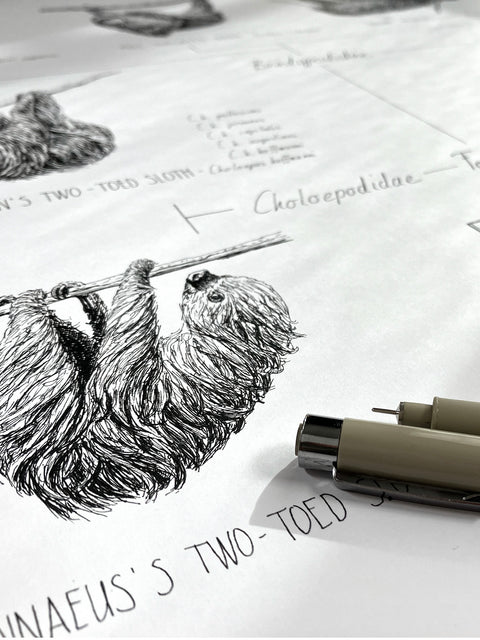 Modern, black and white poster (50x70cm / 20x28") of Pilosa, sloths and anteaters. Quality print of hand drawn animals. Detail of the beautiful ink drawing.
