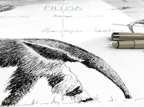 Poster 70x50cm /28x20" of Pilosa, sloths and anteaters. Black and white scientific drawings. Modern and minimalist style. Detail photo of the ink drawing.