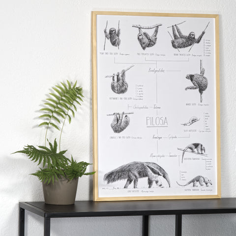 Modern, black and white poster (50x70cm / 20x28") of Pilosa, sloths and anteaters. Quality print of hand drawn animals. Natural finish wood frame.