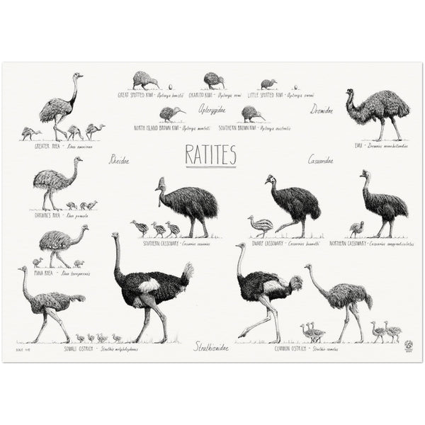 Ratites poster, 50x70cm / 20x28"