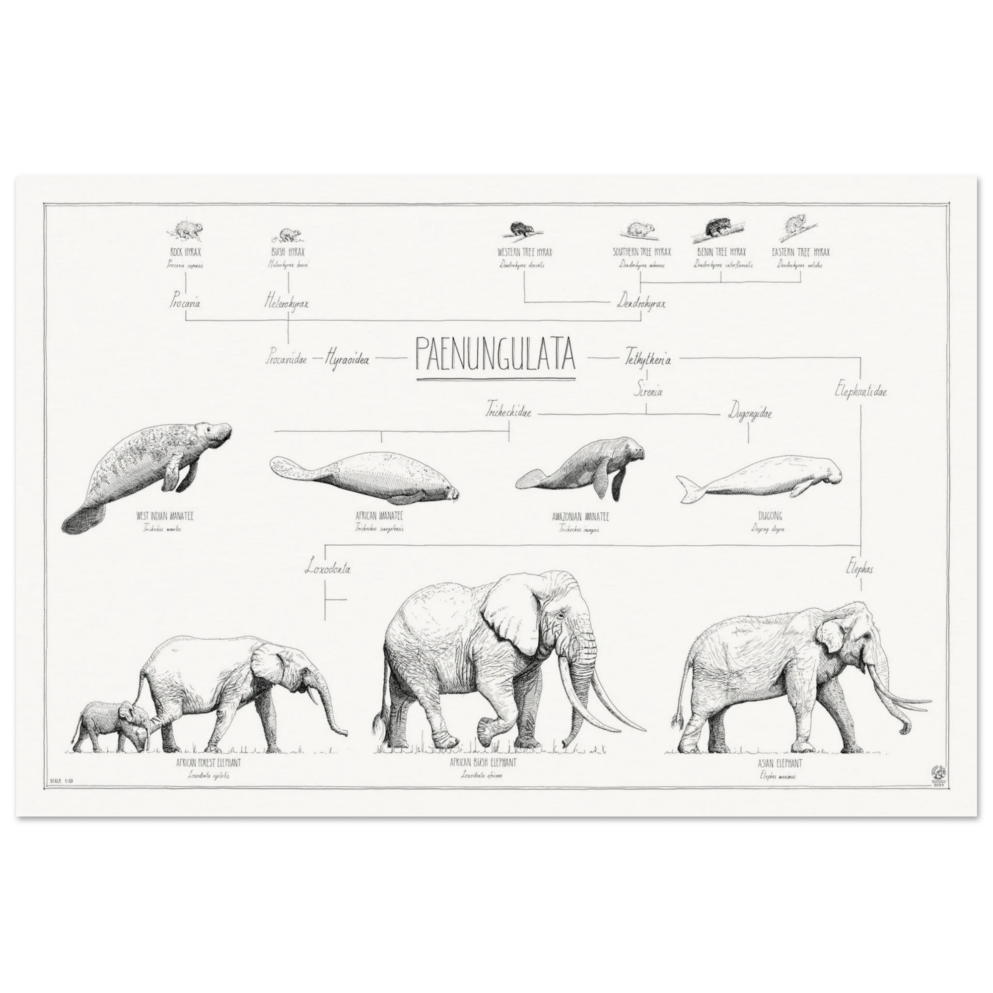 Modern, minimalist Paenungulata poster in black and white. Scientific and english names.