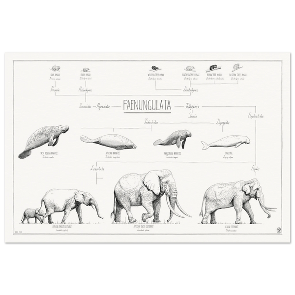 Modern, minimalist Paenungulata poster in black and white. Scientific and english names.