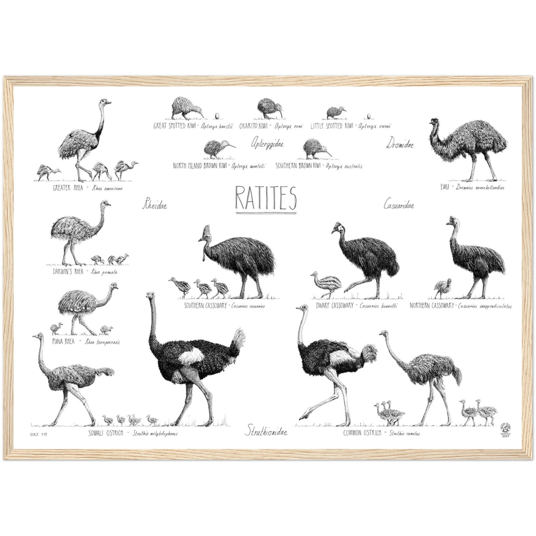 Ratites Poster | Emu, Ostrich, Kiwi, Rhea | Sketchy Blenny