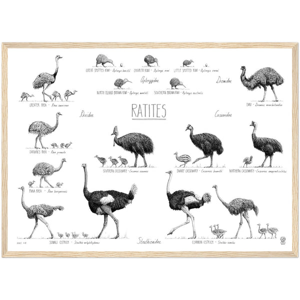 Ratites poster, 50x70cm / 20x28"
