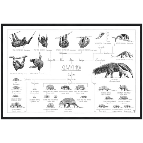 Poster of Xenarthra, sloths, anteaters and armadillos. 90x60cm / 36 x 24". Modern, tasty black and white style. Scientific drawings with names and relations. Black, wood frame