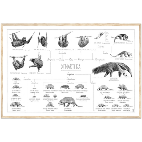 Poster of Xenarthra, sloths, anteaters and armadillos. 90x60cm / 36 x 24". Modern, tasty black and white style. Scientific drawings with names and relations. Natural wood frame