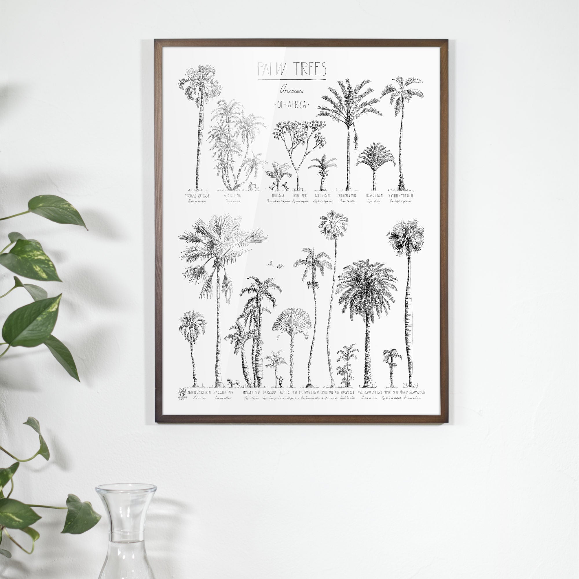 Photo of Palm trees of Africa poster in a dark brown wood frame. Hand-drawn in ink with names in english and latin.