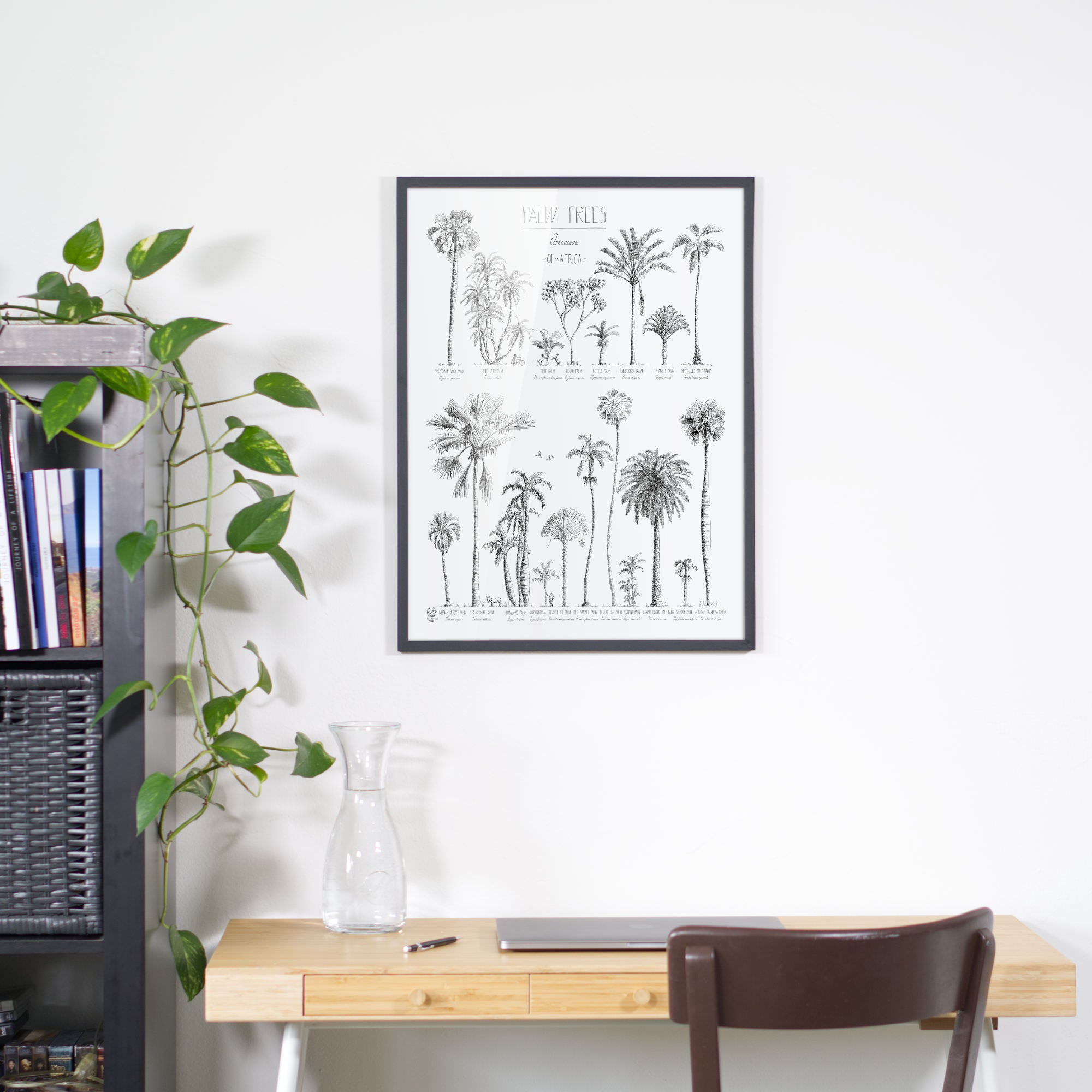 Photo of Palm trees of Africa poster in a black wood frame. Hand-drawn in ink with names in english and latin.
