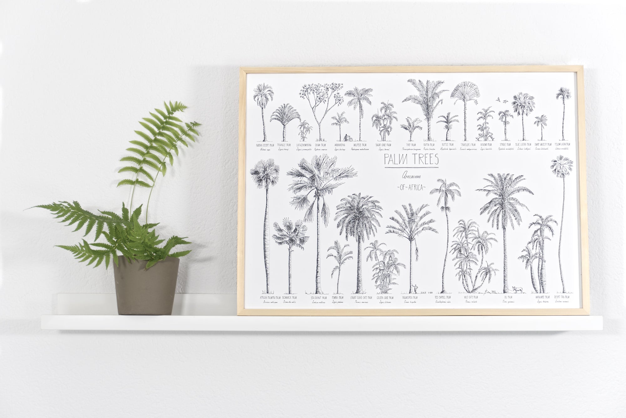 Modern, black and white poster (50x70cm / 20x28“) of Palm trees native to Africa. Scientific and English names. Quality print of hand drawn palm trees, detailed drawings in black ink. Natural wood frame.