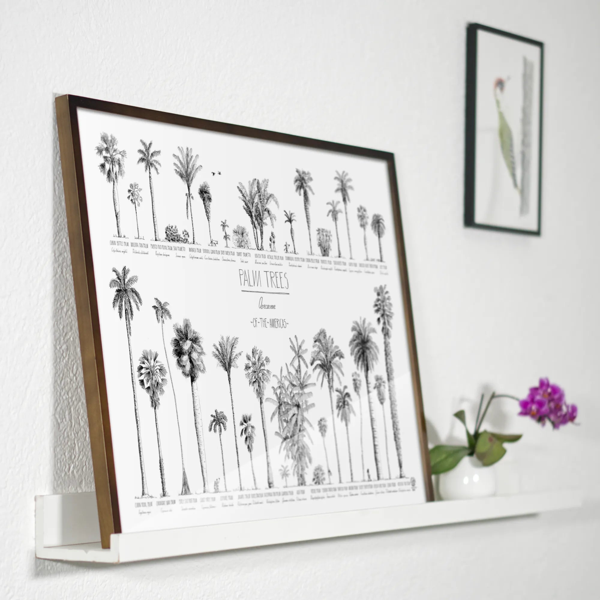 Product photo in a bedroom of our poster (70x50cm / 28x20“) of Palm trees native to North and South America and the Caribbean. Quality print of hand drawn palm trees in black ink. Dark wood frame.