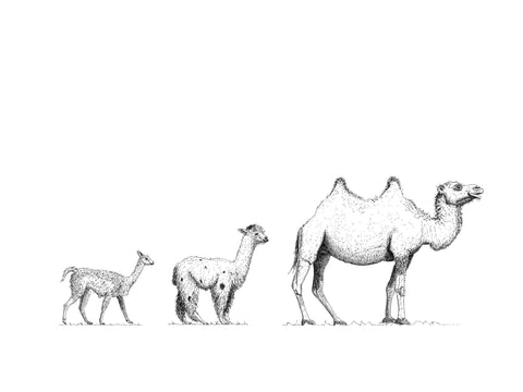 Poster - Camelids | Camels, Llamas and Alpacas