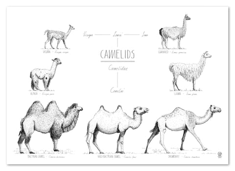 Modern, black and white poster (70x50cm / 28x20") of Camels, Alpacas, Llamas and their relatives. Quality print of hand drawn animals. No frame included.