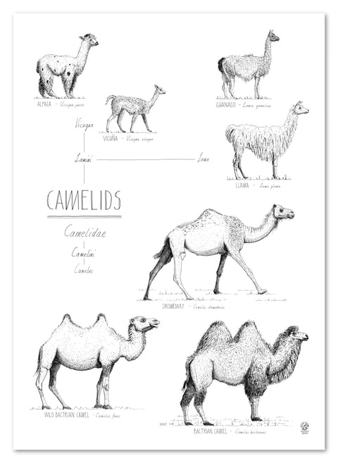 Modern, black and white poster (50x70cm / 20x28") of Camels, Alpacas, Llamas and their relatives. Quality print of hand drawn animals. No frame included.