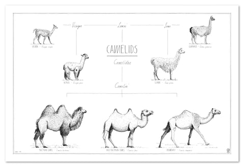 Modern, black and white poster (90x60cm / 36x24") of Camels, Alpacas, Llamas and their relatives. Quality print of hand drawn animals. No frame included.