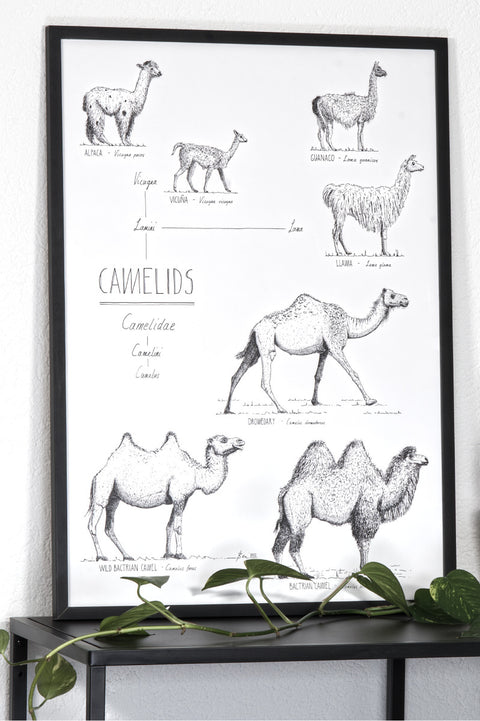 Example of a camel poster on a shelve. Modern, black and white print in a black wooden frame.