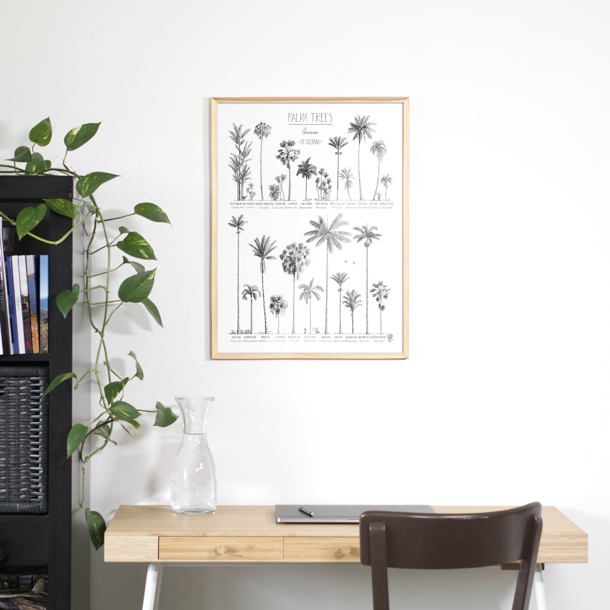Photo of poster (45x60cm / 18x24“) with hand-drawn Palm trees native to Oceania above an office table. natural wood frame.
