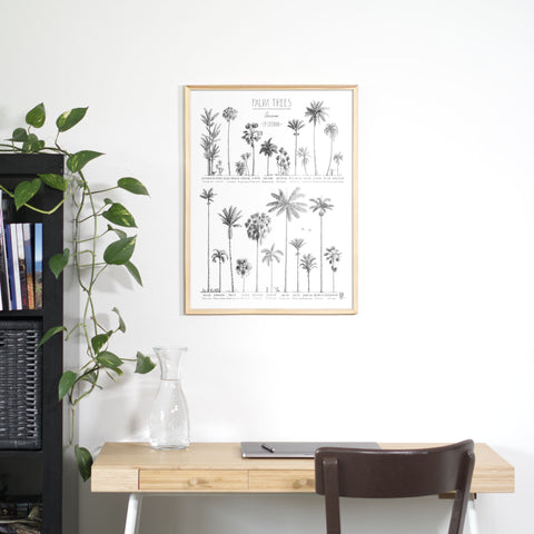 Photo of poster (45x60cm / 18x24“) with hand-drawn Palm trees native to Oceania above an office table. natural wood frame.