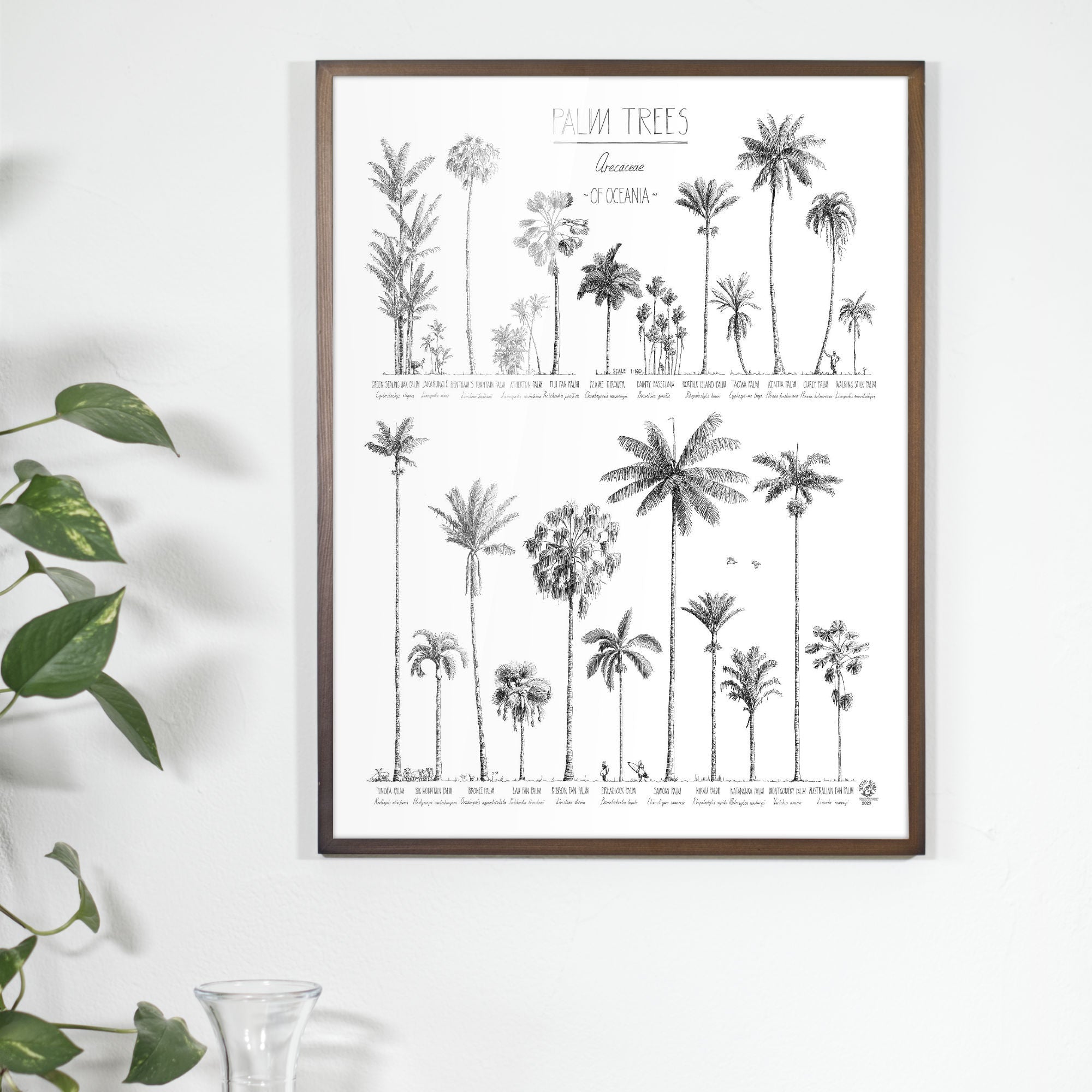 Photo of poster (45x60cm / 18x24“) with hand-drawn Palm trees native to Oceania above an office table. Dark wood frame.
