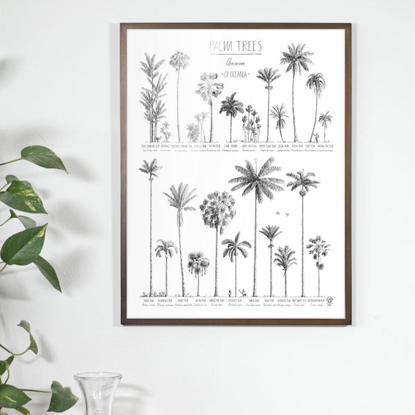 Photo of poster (45x60cm / 18x24“) with hand-drawn Palm trees native to Oceania above an office table. Dark wood frame.