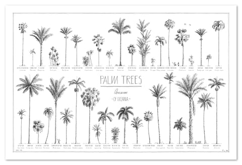 Palm Trees of Oceania, poster 90x60cm / 36x24"