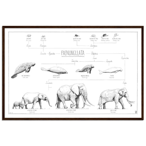 Modern, black and white poster (90x60cm / 36x24“) of Paenungulata, Elephants, Sirens and Hyraxes. Scientific names and classification. Quality print of hand drawn animals. Dark wooden frame.