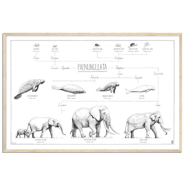 Modern, black and white poster (90x60cm / 36x24“) of Paenungulata, Elephants, Sirens and Hyraxes. Scientific names and classification. Quality print of hand drawn animals. Natural wooden frame.